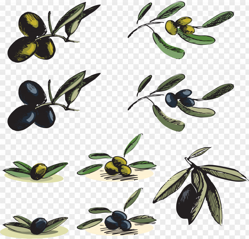Olives Kritsa Olive Oil Clip Art PNG