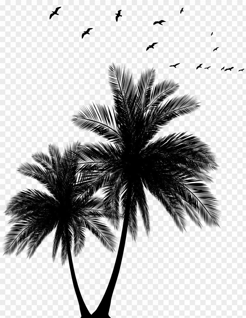 Palms And Flock Silhouette Clip Art Image Sunset Arecaceae Euclidean Vector PNG