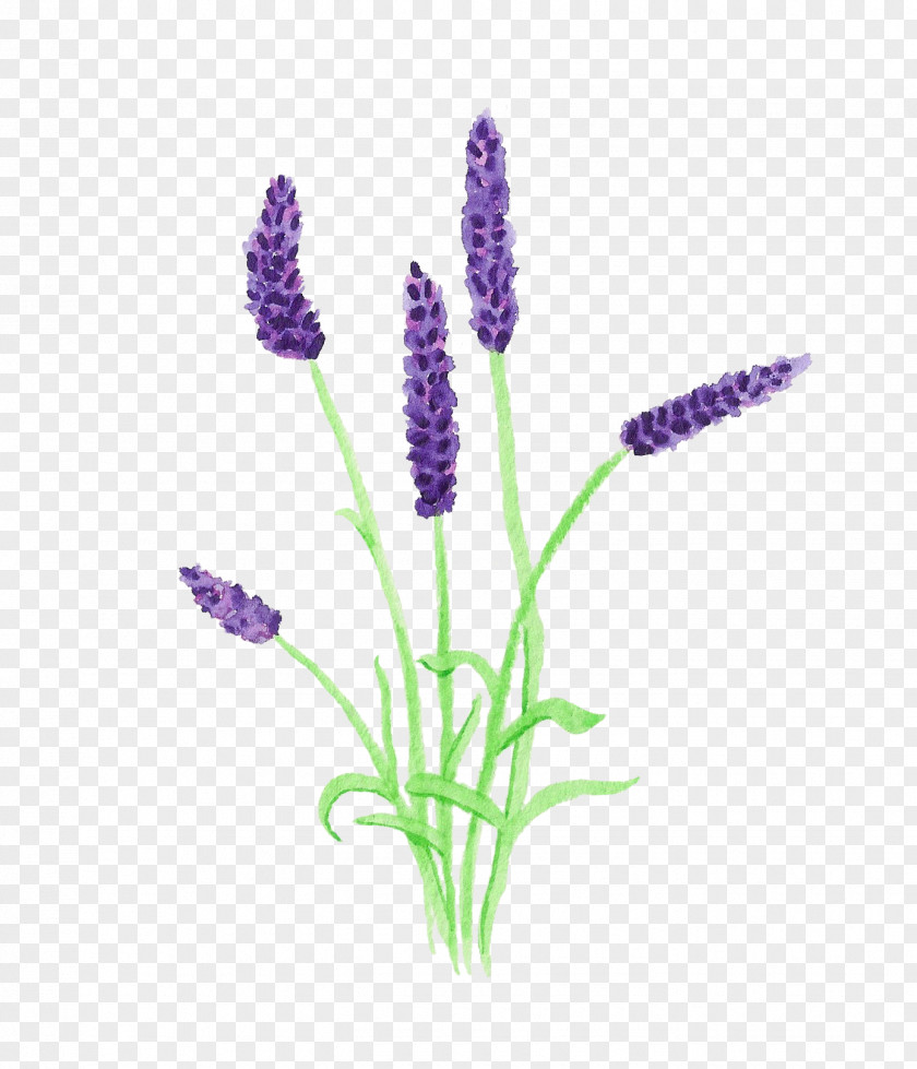 Potted Lavender English Clip Art Image Vector Graphics PNG