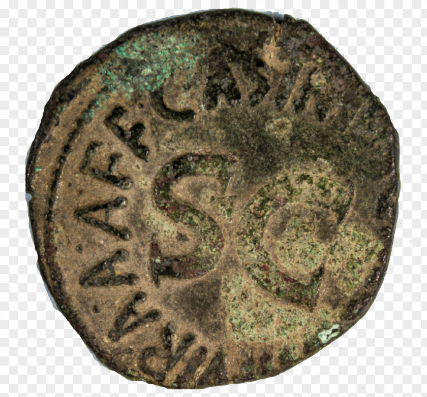Coin Bronze Organism PNG