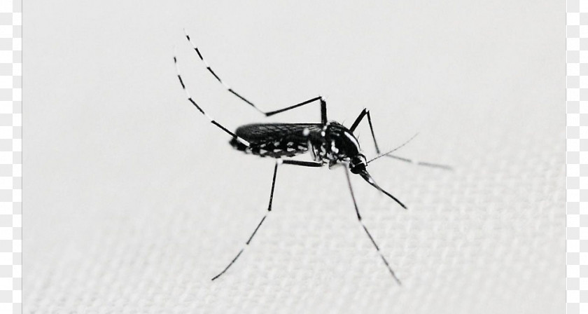 Dengue Fever Mosquito Insect White PNG