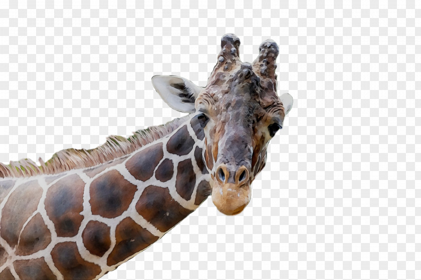 Giraffe Snout Biology Science PNG