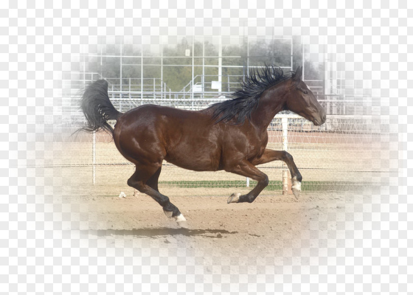 Mustang Stallion Rein Mare Hunt Seat PNG