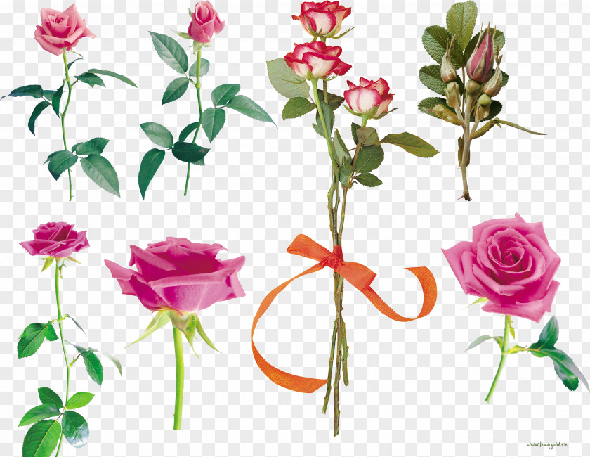 Pink Roses Garden Flower Centifolia Petal PNG