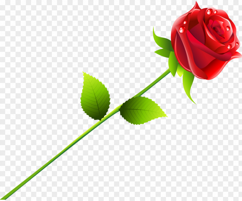 Rose Vector Beach Red PNG