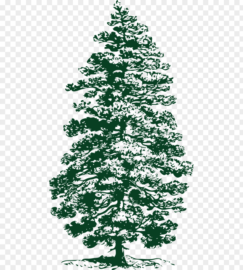 Tree Lodgepole Pine Clip Art Fir Eastern White PNG