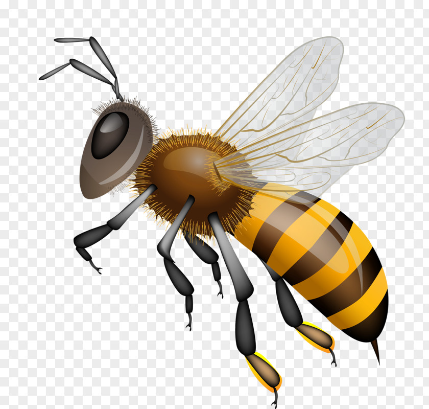 Bee Western Honey Vector Graphics Clip Art Drawing PNG