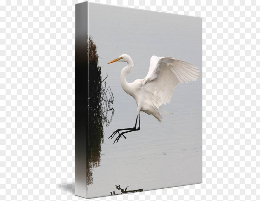 Bird On Water Great Egret Fujian White Crane PNG
