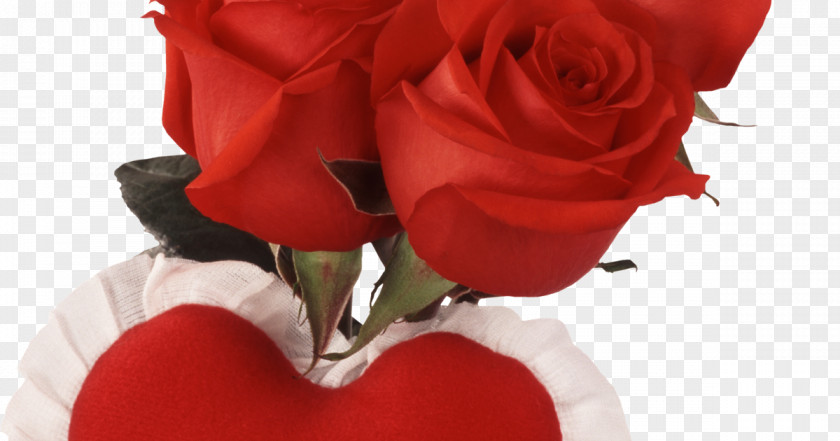 Valentine's Day Rose Romance Love Flower PNG