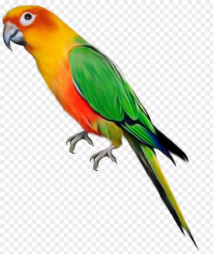 Parachute 0 2 1 Parrot Bird Desktop Wallpaper Clip Art PNG