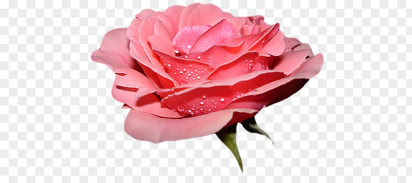 Rose Flower Butterfly PNG