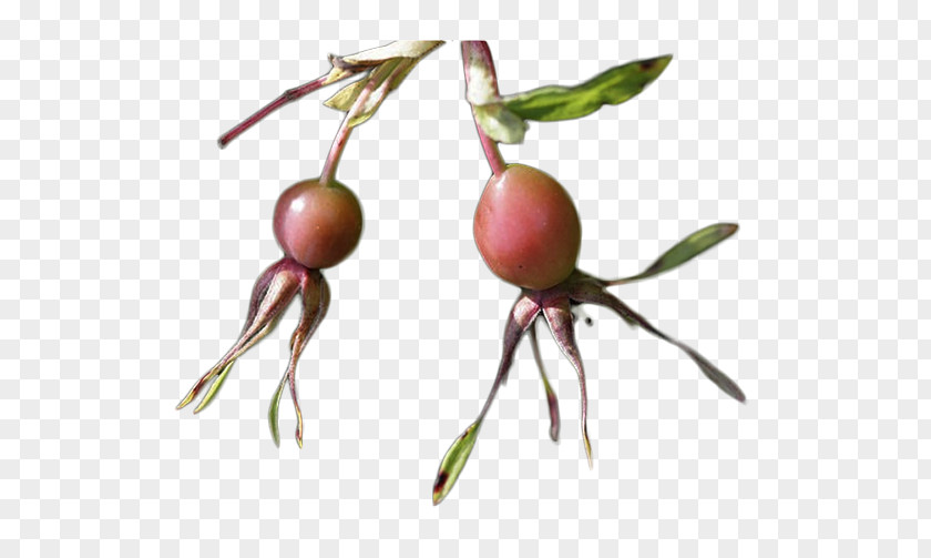 Jerky Picture Rosehip Rose Hip Beach Rosaceae PNG