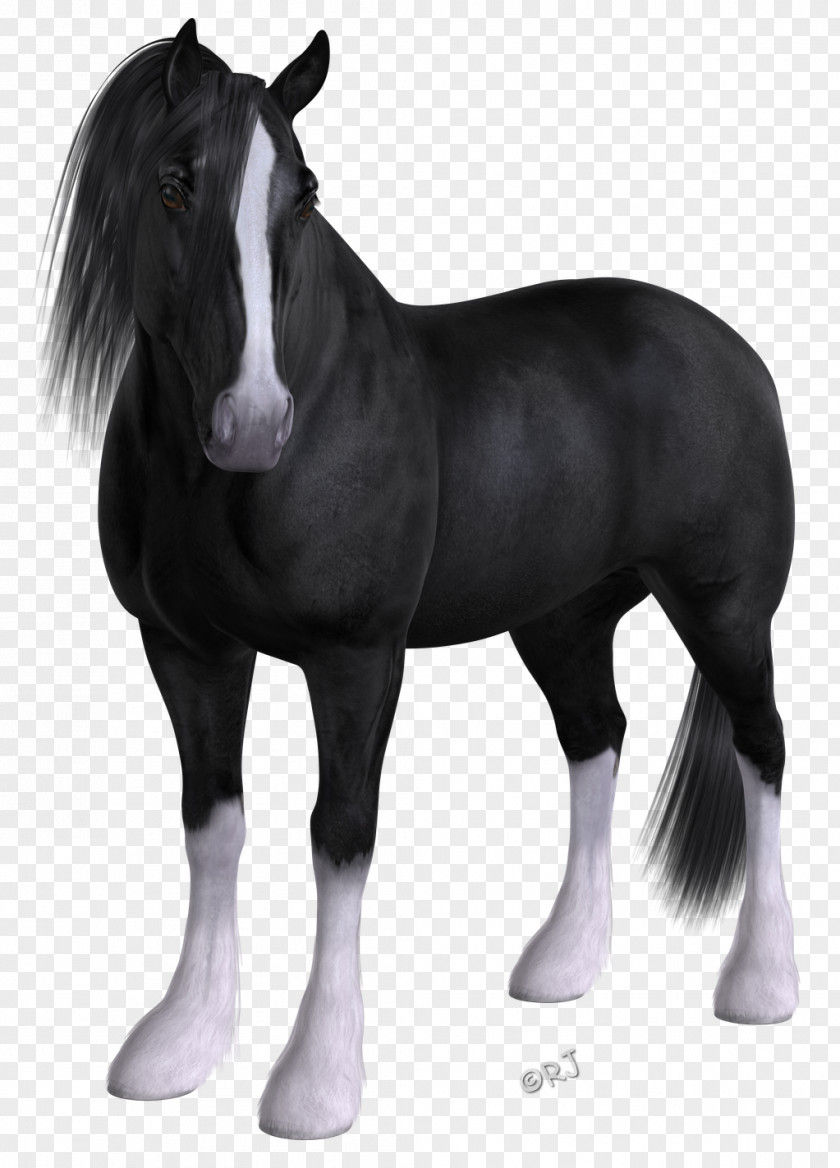 Mustang Foal Mare Stallion Pony PNG