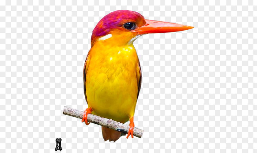 Beak Old World Orioles PNG