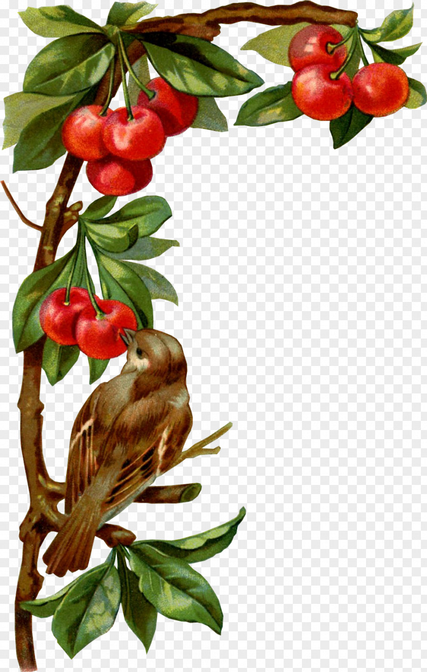 Bird Cherry Blossom Fruit PNG