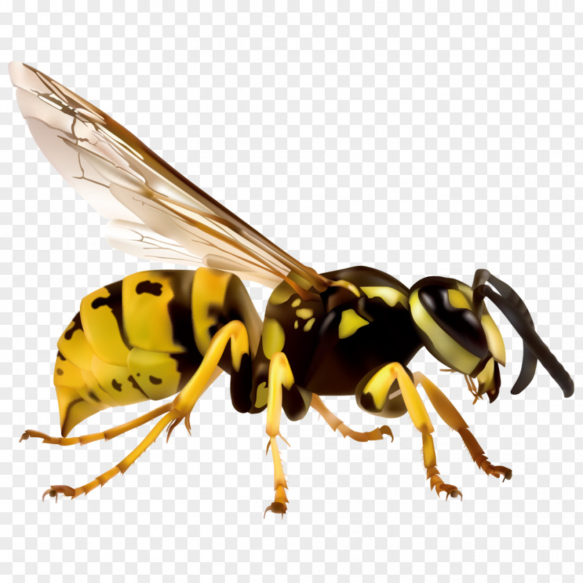 Cartoon Insect Wasp Japanese Giant Hornet European Vespa Simillima Clip Art PNG