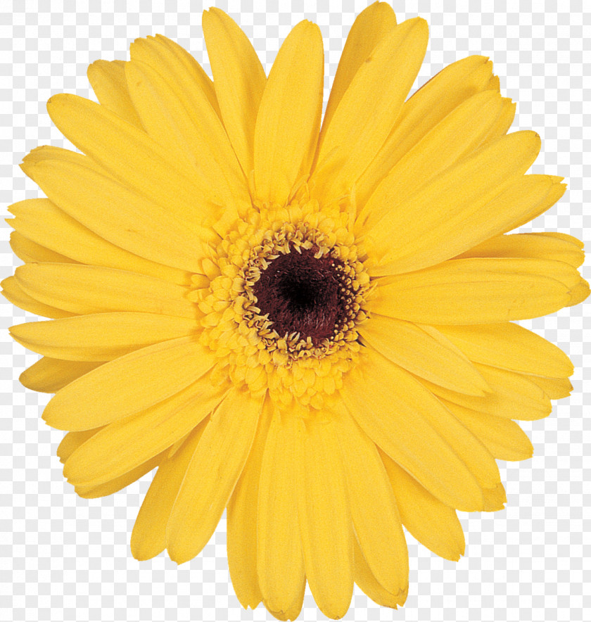 Flower Stock Photography Yellow Transvaal Daisy Clip Art PNG