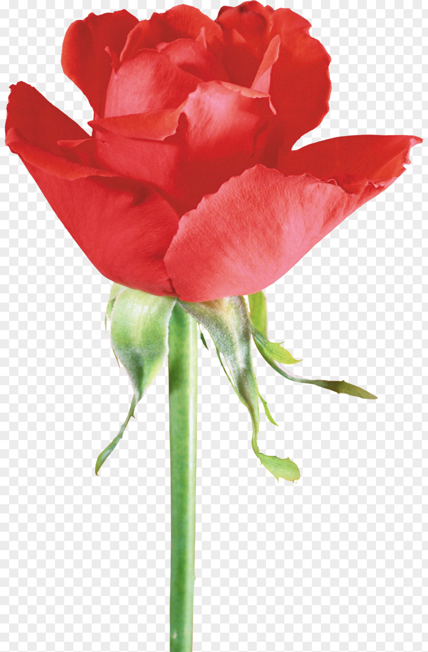 Red Rose Beach Flower Garden Roses Clip Art PNG