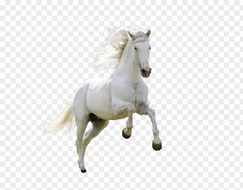 Animals HD Free Matting Material Horse Download Desktop Wallpaper PNG
