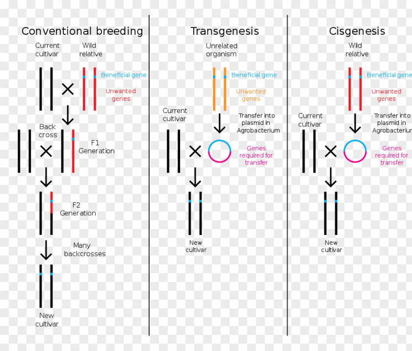 Genetically Modified Food Controversies Cisgenesis Genetic Engineering Crops Plant Breeding PNG