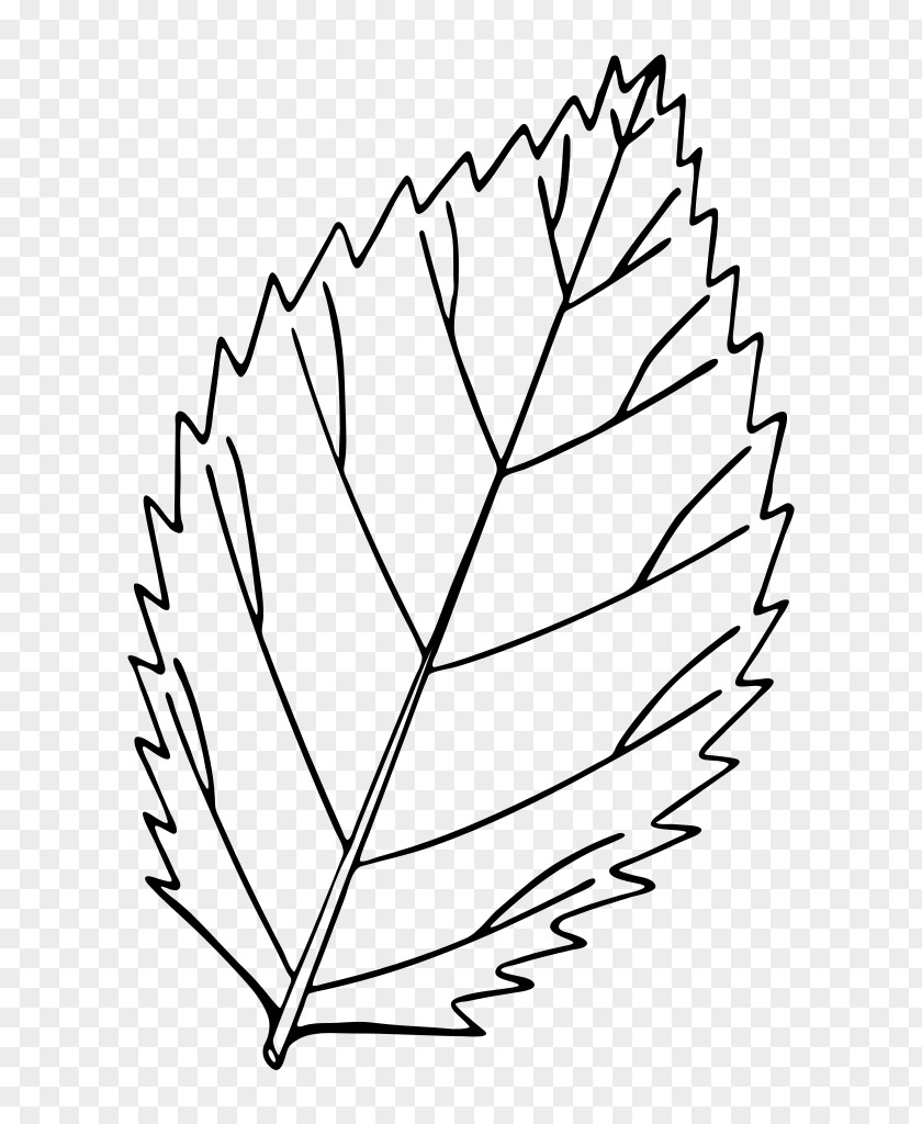 Leaf Autumn Color Drawing Red Maple Clip Art PNG