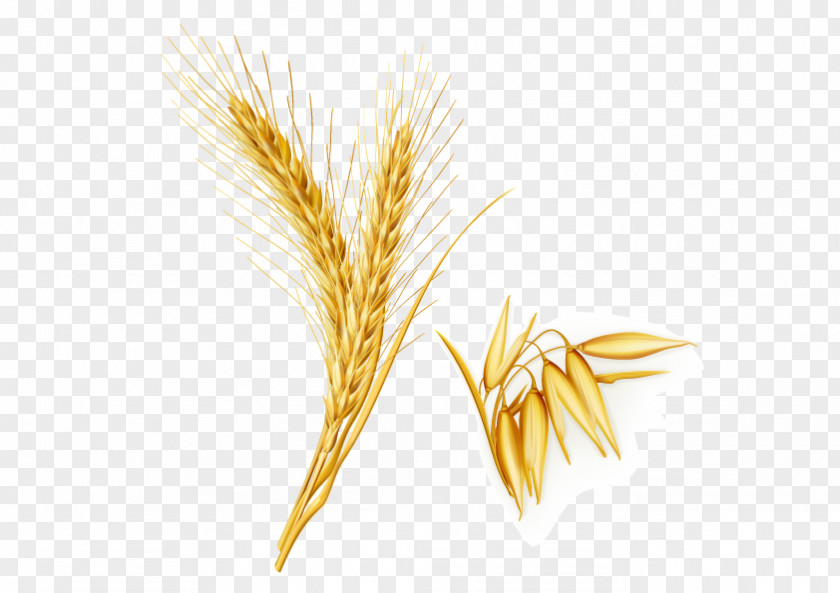 Rice, Wheat Golden Yellow Emmer Oryza Sativa PNG