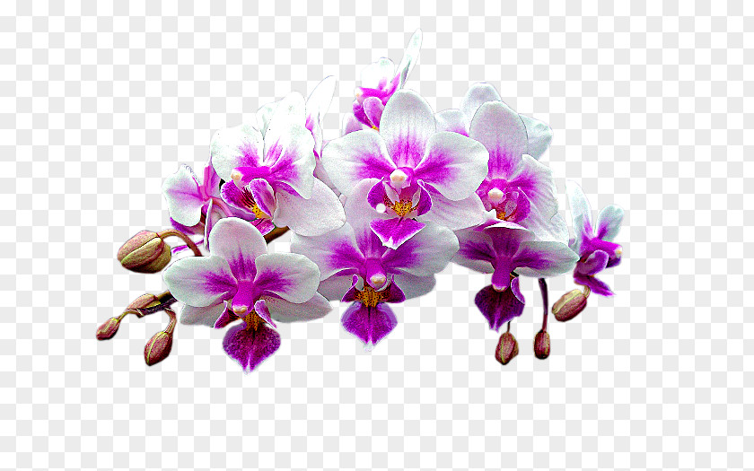 Orchidea Moth Orchids Dendrobium PNG