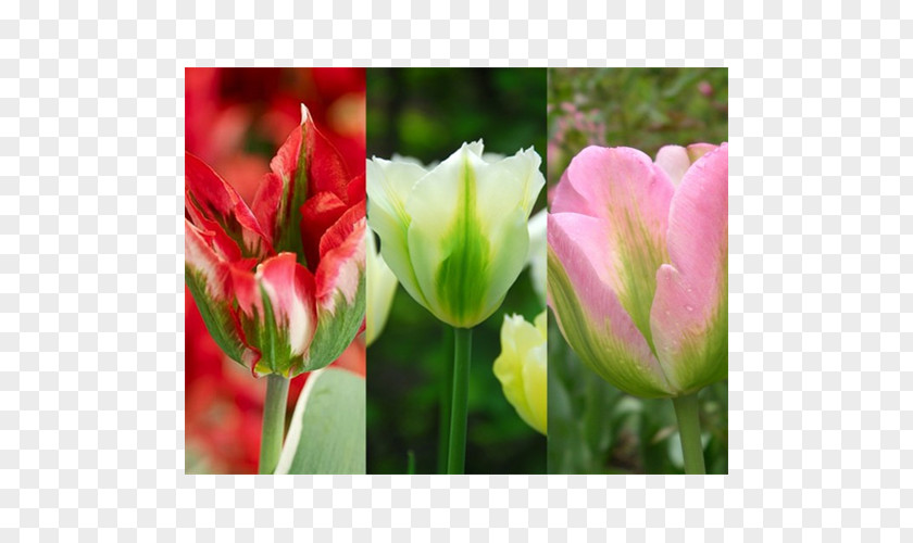 Tulip Cut Flowers Plant Stem Bulb Petal PNG