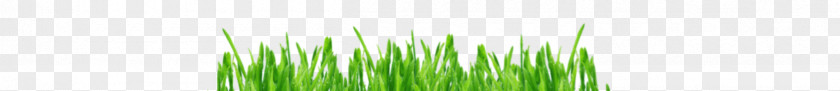 Barley Grass Grasses Line PNG