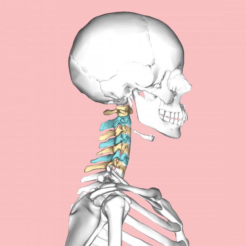 Cervical Vertebrae Vertebral Column Axis Atlas Neck PNG