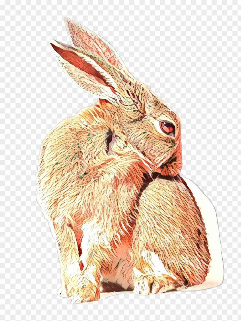 Hare Lionhead Rabbit Stock Photography Image PNG