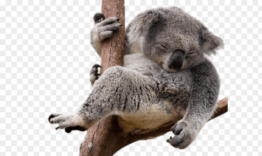 Koala Bear Sloth PNG