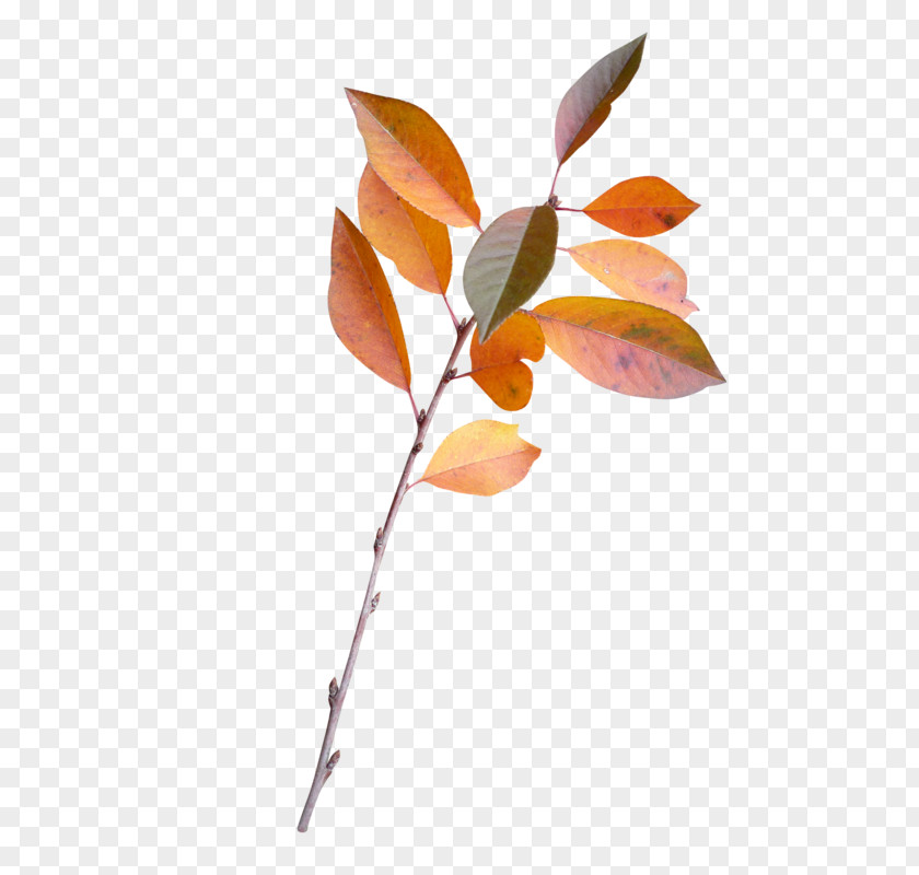Leaf Twig Plant Stem Branch Petal PNG