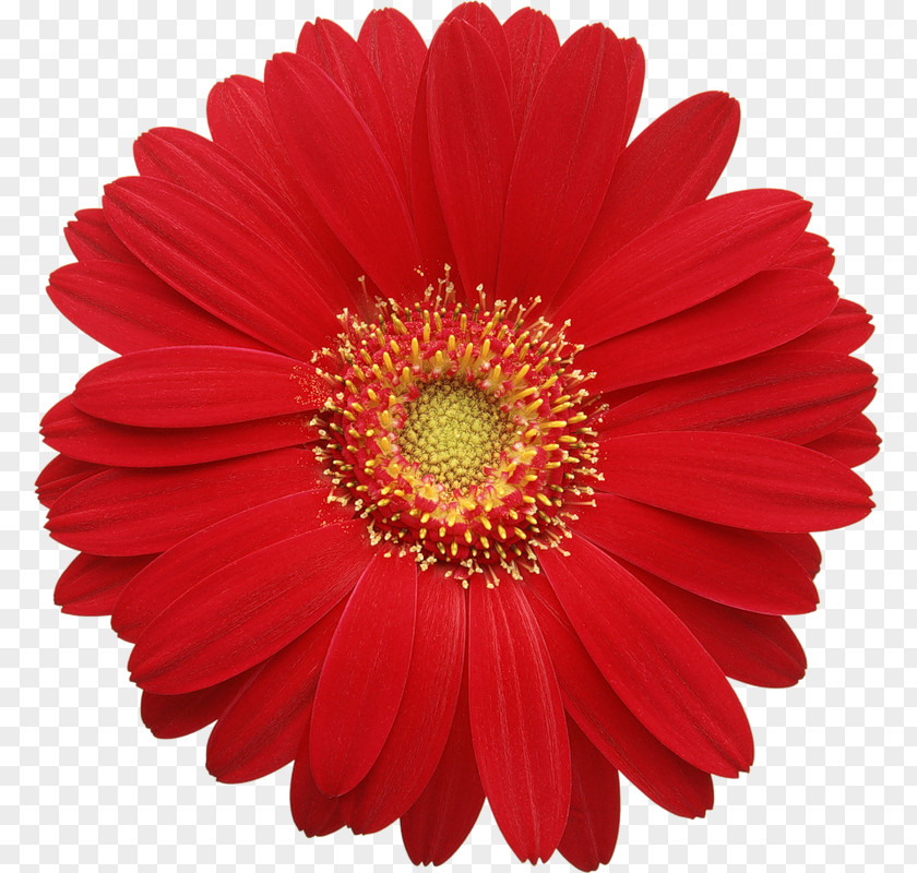 Red Gerber Daisy Clipart Transvaal Common Clip Art PNG