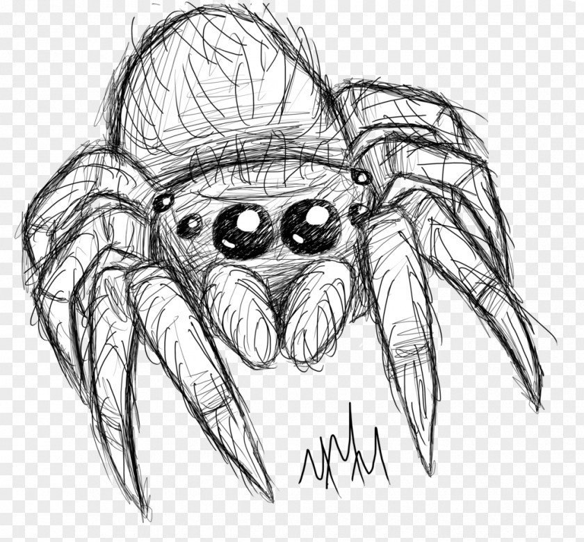 Spider Line Art Drawing Sketch PNG