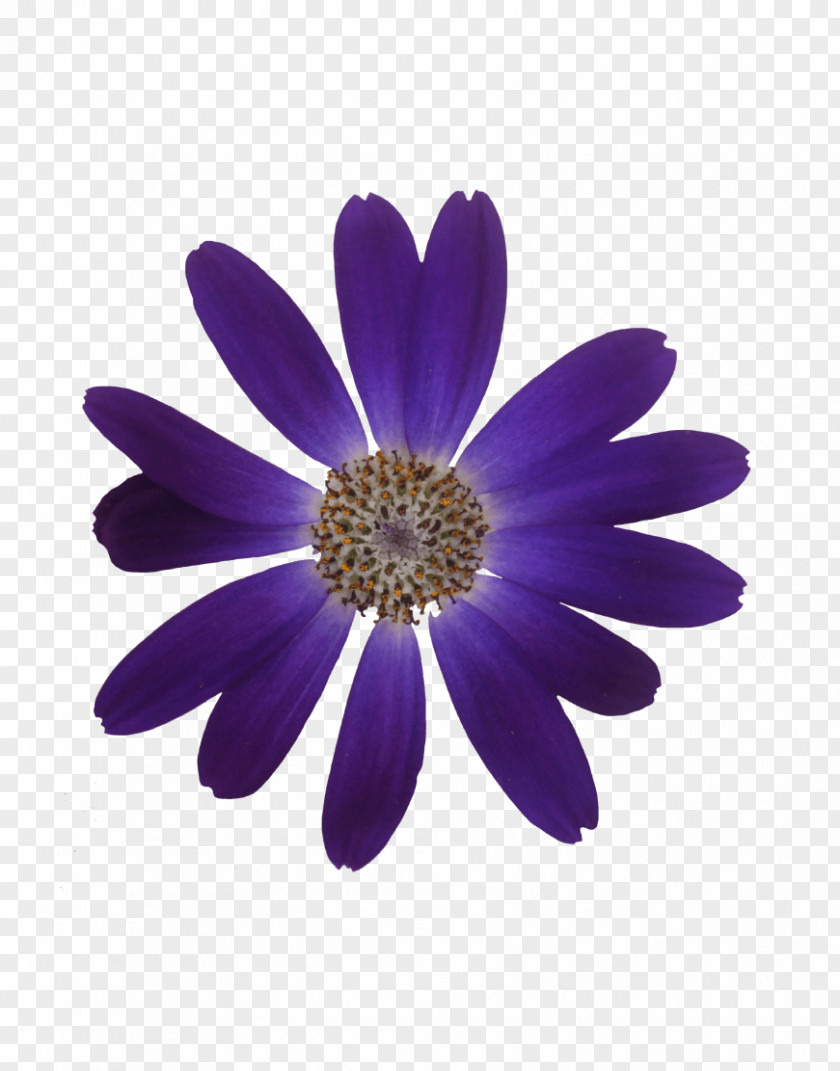 Violet Flower Pericallis Bulb Ornamental Plant Cutting PNG