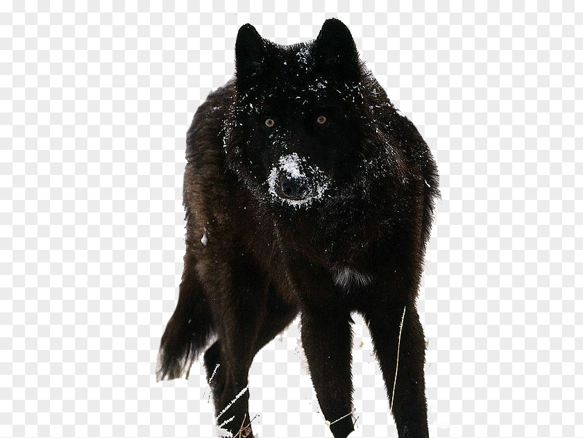 Wolf Demon Tamaskan Dog Siberian Husky Beagle German Shepherd Puppy PNG