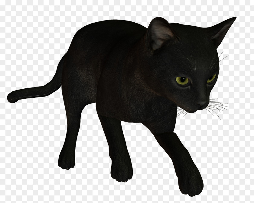 Black Panther Cat Bombay Korat Havana Brown Burmese PNG