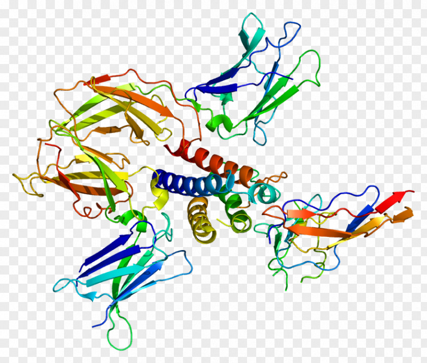 Molecular Chain Deductible Common Gamma IL-2 Receptor Interleukin 7 Interleukin-2 Gene PNG