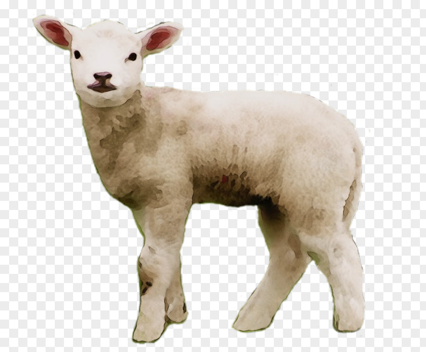 Portable Network Graphics Clip Art Sheep's Meat Image Merino PNG