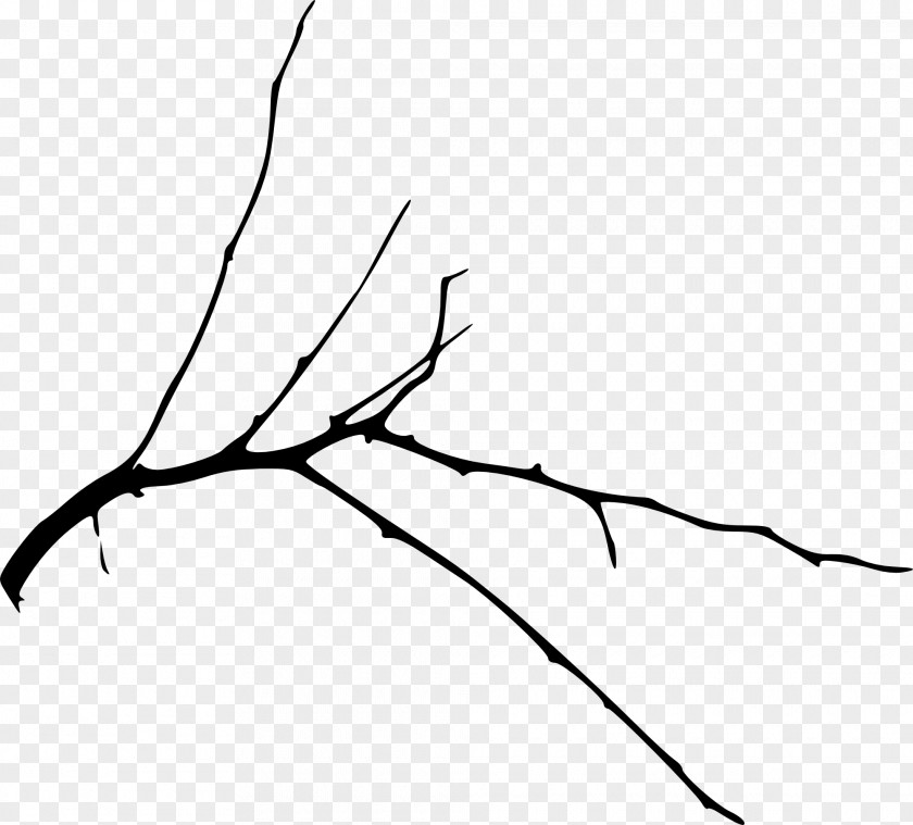 15 Branch Tree Silhouette Line Art PNG