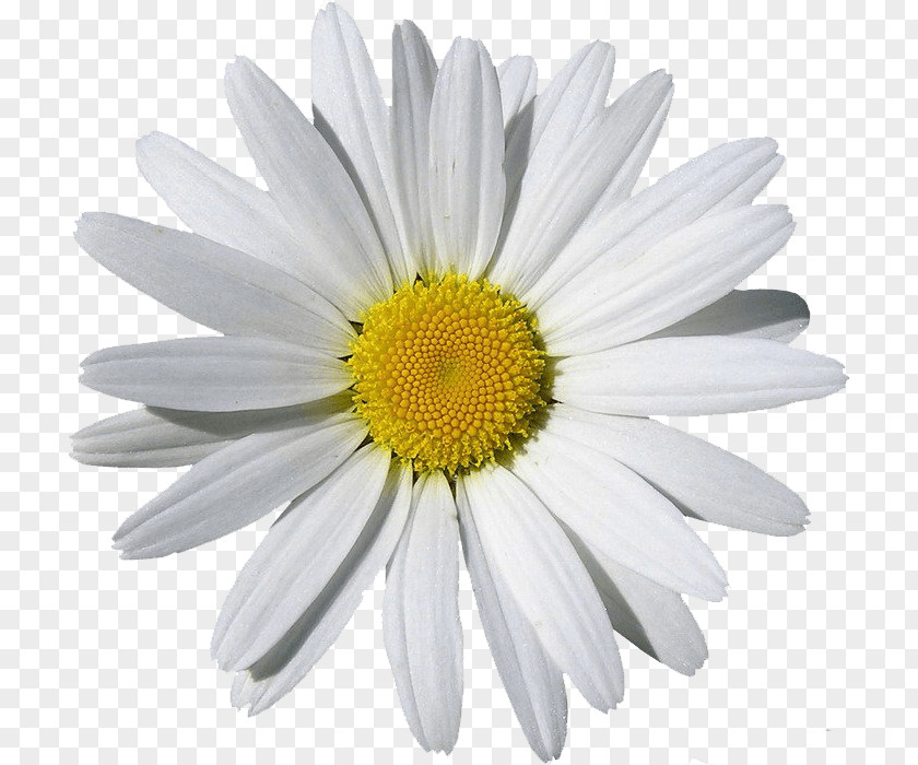 Camomile Image Chamomile Clip Art PNG