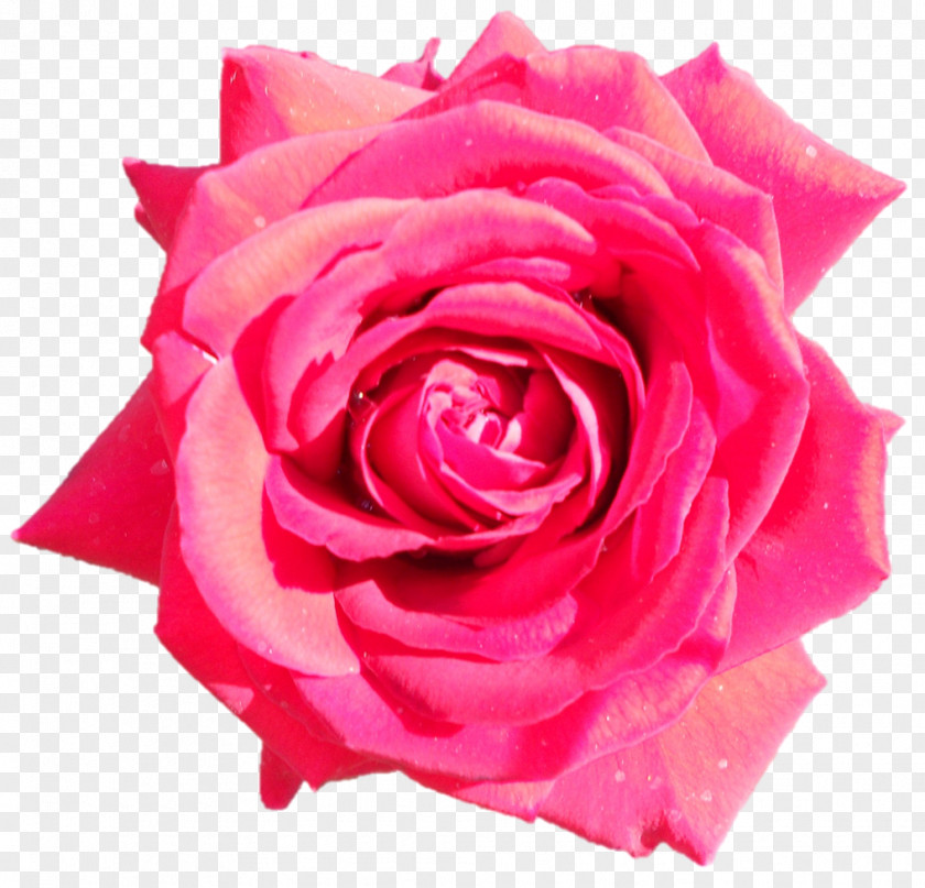 Darshan Garden Roses Cabbage Rose Floribunda Cut Flowers Petal PNG