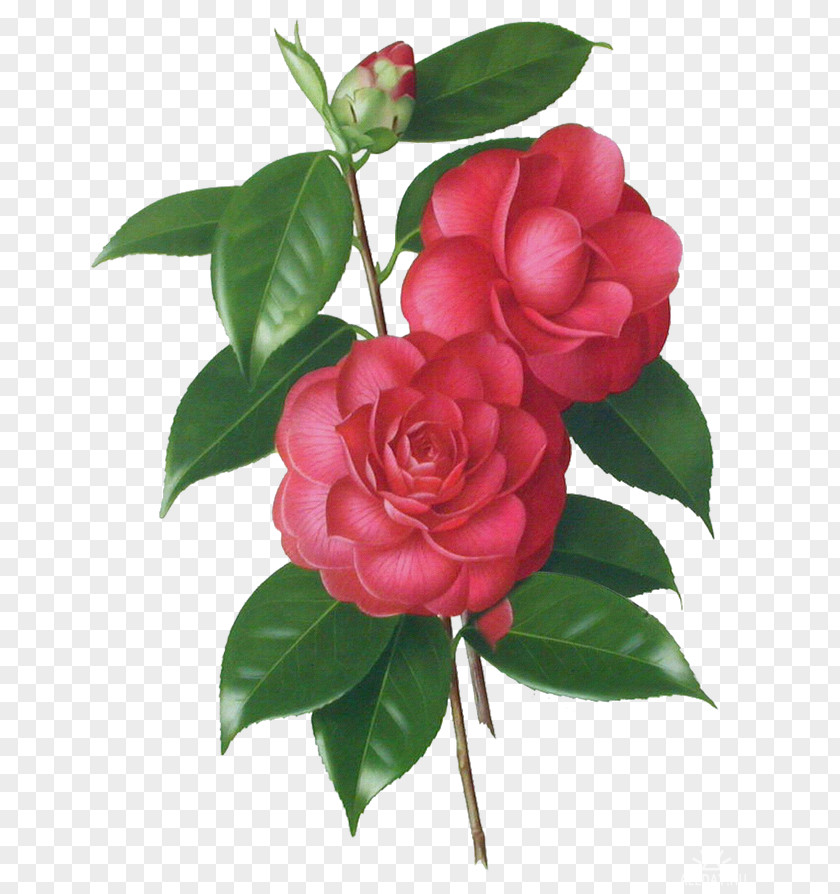 Flower Japanese Camellia Sasanqua Garden Roses Multiflora Rose PNG