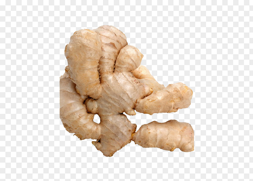 Ginger Picture Material Juice Shennong Ben Cao Jing Telugu Food PNG