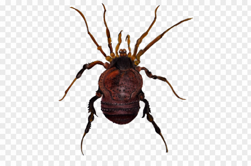 Insect Wolf Spider Pest Scarab PNG