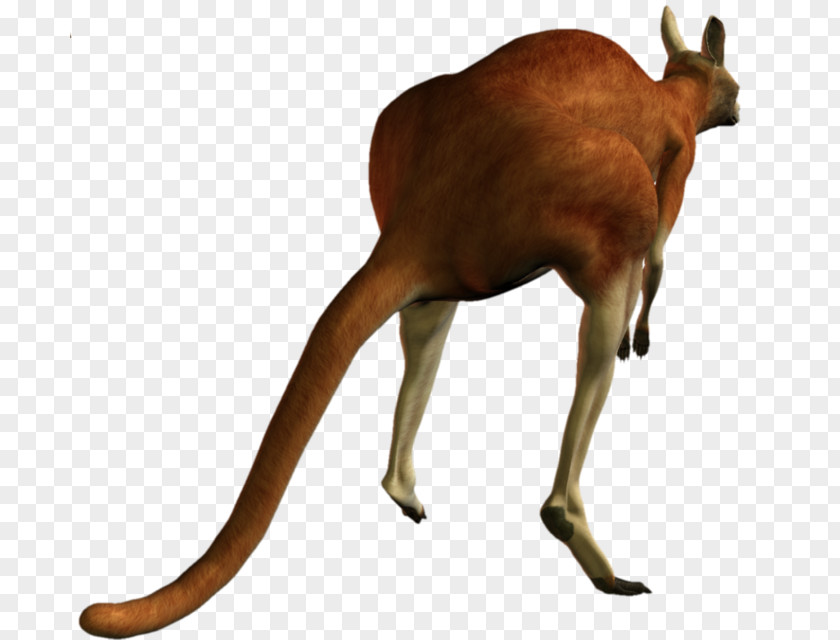 Kangaroo Macropodidae Animal Camel PNG
