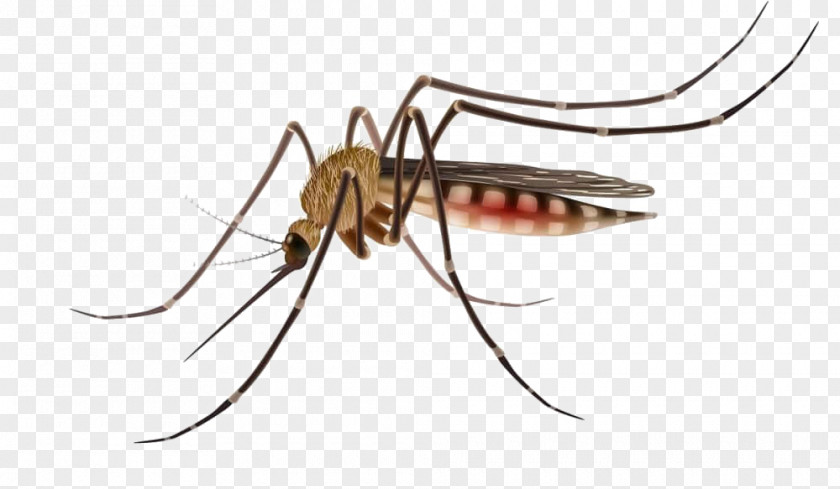 Mosquito Control Stock Photography Vector Graphics Mosquito-borne Disease PNG