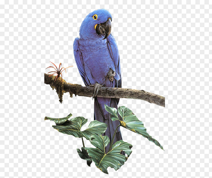 Parrots On The Branches Parrot Bird PNG