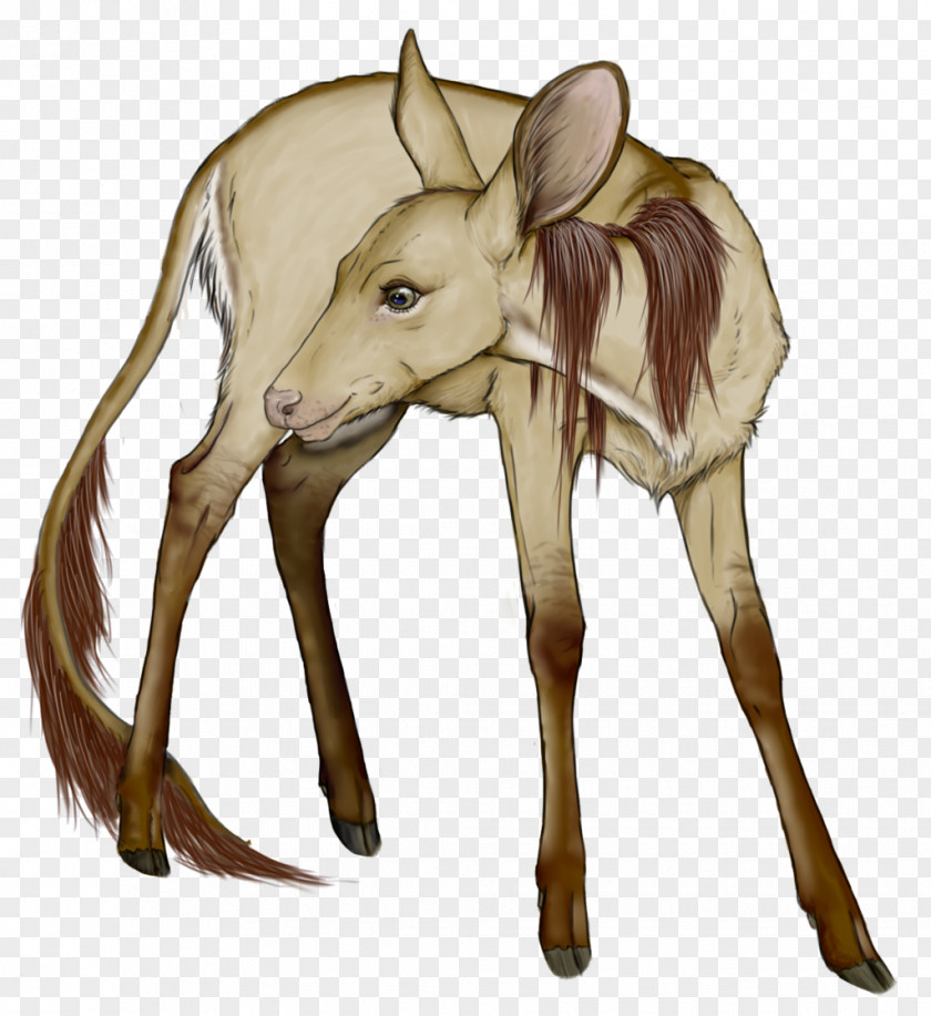Reindeer Elk Horse Macropods Mammal PNG